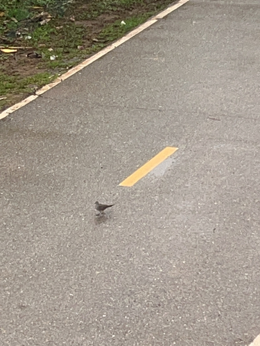Zebra Dove