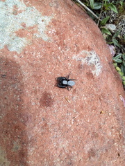 Phidippus octopunctatus