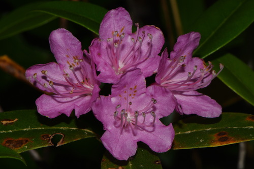 Smoky Mountains rhododendron (Rhododendron smokianum)