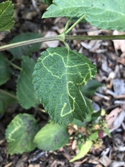 photo of Ophiomyia mine in a Lantana leaf