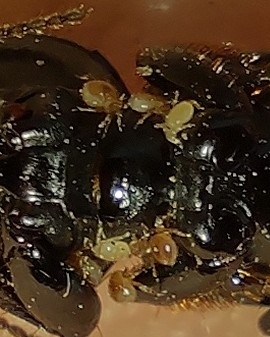 Micromegistus bakeri