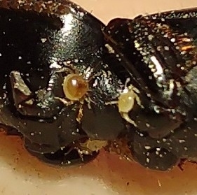 Micromegistus bakeri