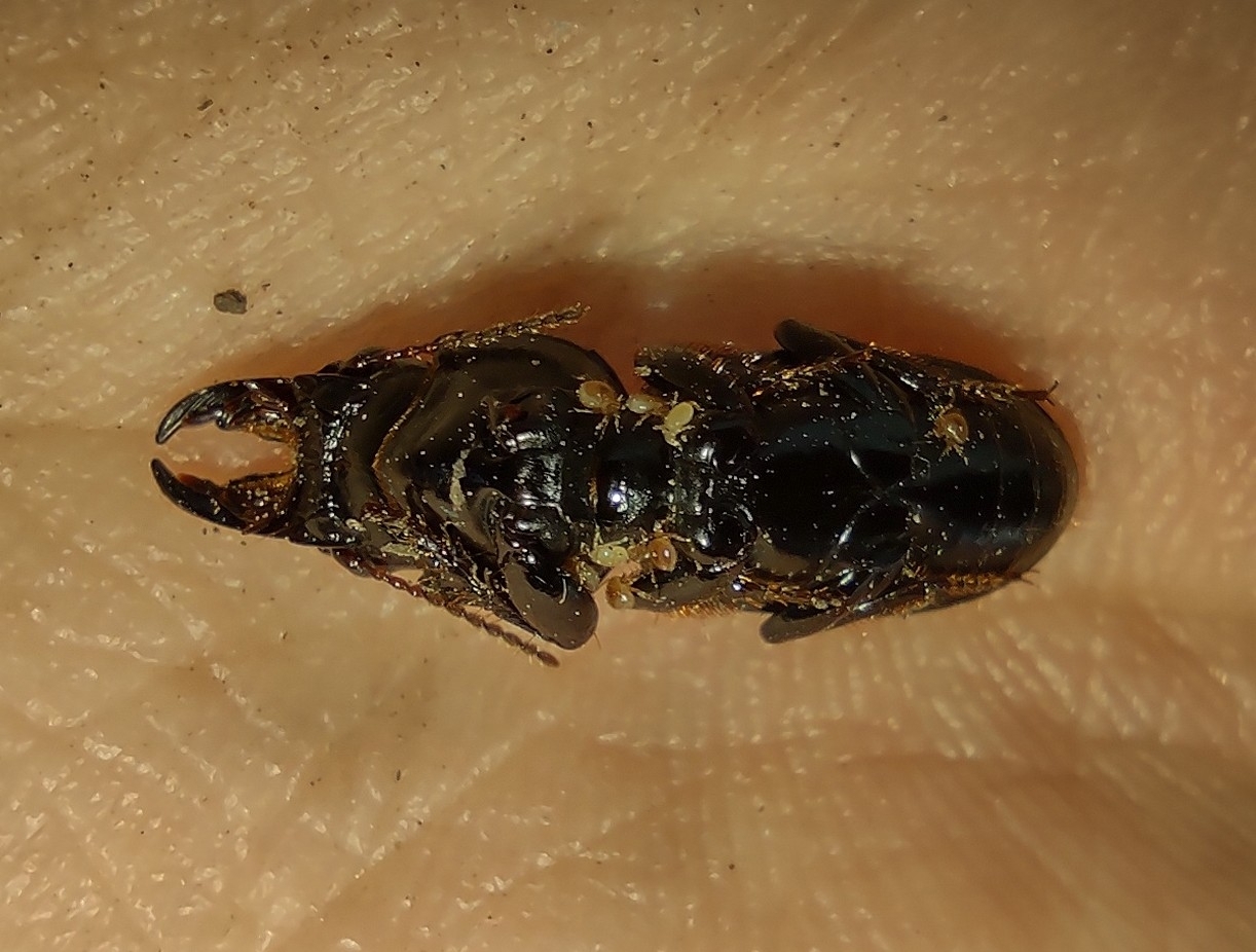 Micromegistus bakeri