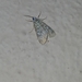 Sommeria marchalii