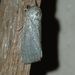 Spodoptera