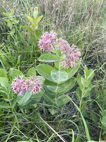 showy milkweed