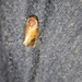 Lepidoptera