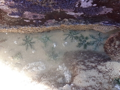 Athyonidium chilensis