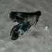 Epipaschiinae