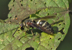 Euodynerus schwarzi
