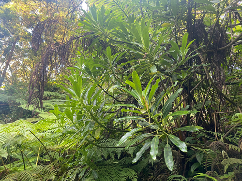 Clermontia oblongifolia, 2025-07-01