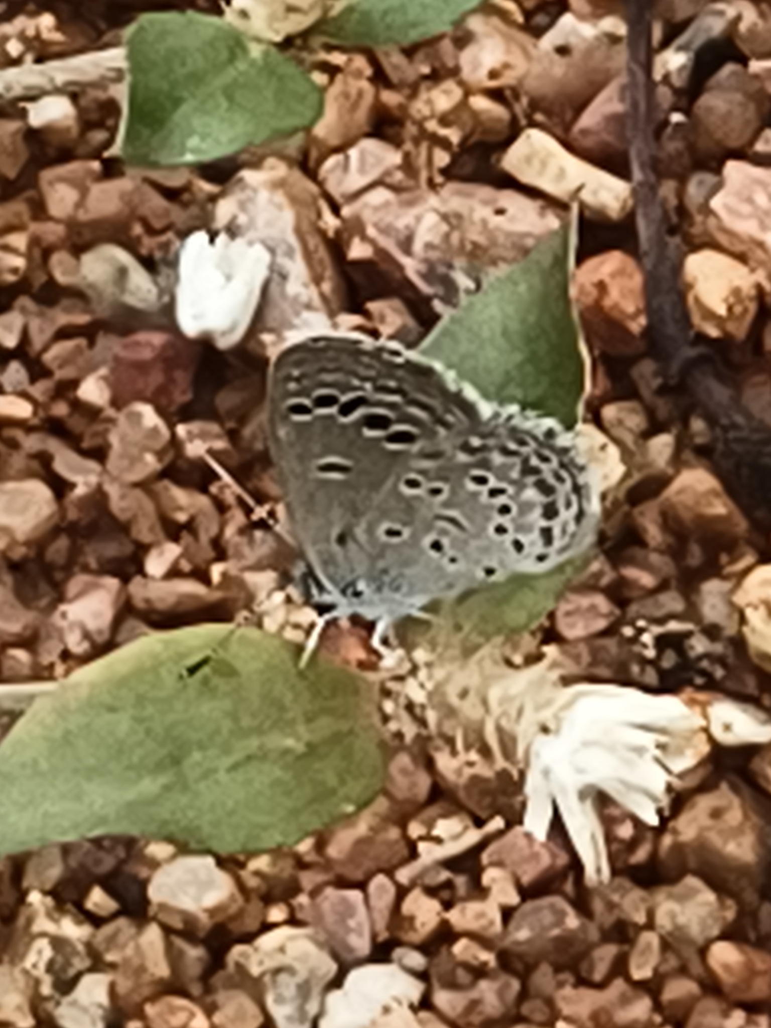 Lesser Grass Blue