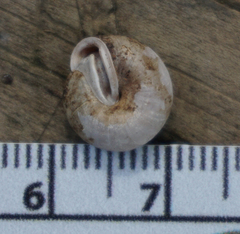 Euchemotrema leaii aliciae