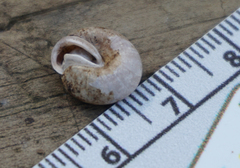 Euchemotrema leaii aliciae