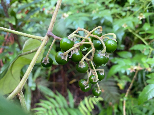Solanum sandwicense observed 2025-07-01