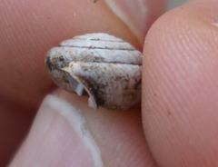 Euchemotrema leaii aliciae
