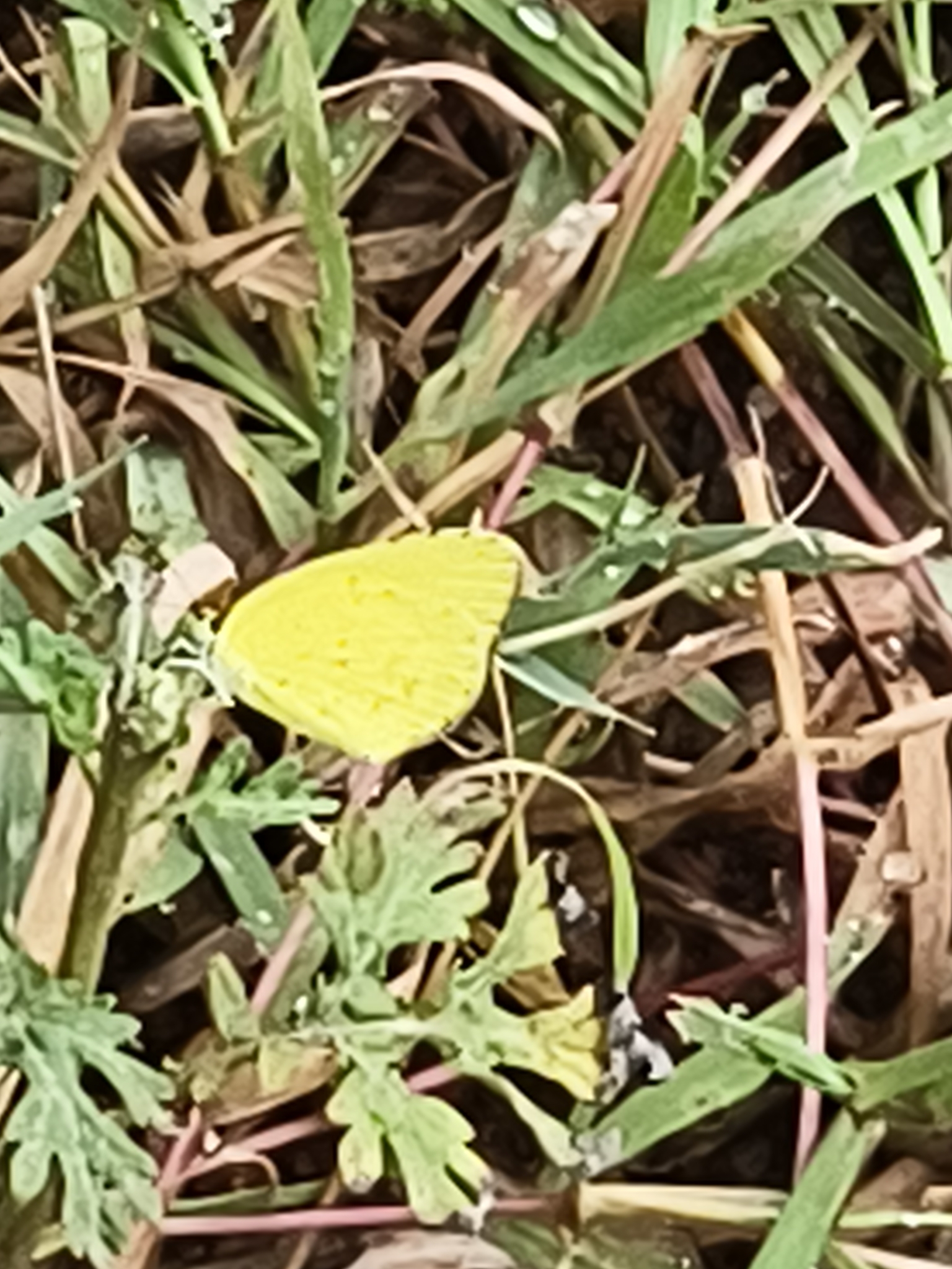 Small Grass Yellow
