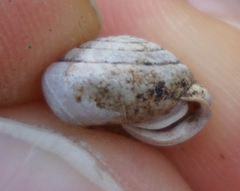 Euchemotrema leaii aliciae