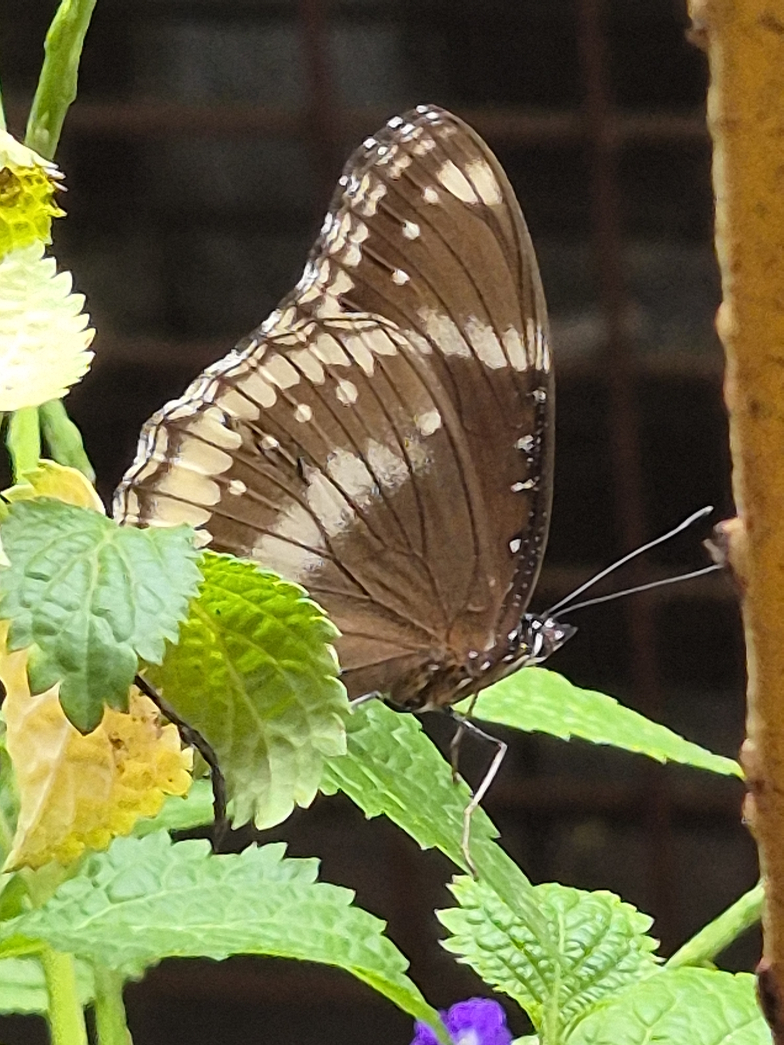 Great Eggfly