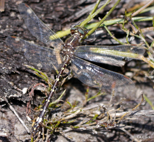 Synthemis tasmanica Tillyard, 1910