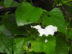 Ipomoea scopulorum
