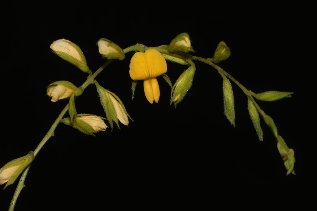 Broad-leaf snoutbean