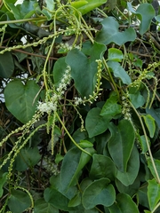 Basellaceae