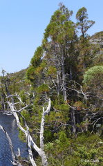 Athrotaxis cupressoides