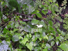 Ipomoea scopulorum
