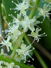 Basellaceae
