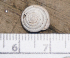 Euchemotrema