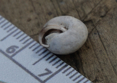 Euchemotrema