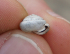 Euchemotrema