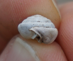 Euchemotrema