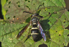 Euodynerus schwarzi