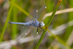 Libellula comanche