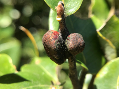 Disholandricus chrysolepidis