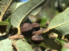 Disholandricus chrysolepidis