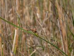 Bolboschoenus robustus