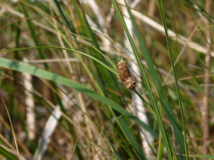 Bolboschoenus robustus
