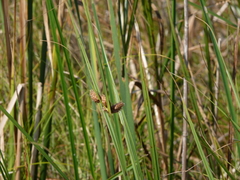 Bolboschoenus robustus