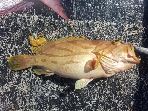 Banded-check reef-cod (Epinephelus morrhua) — Serranidae — 3