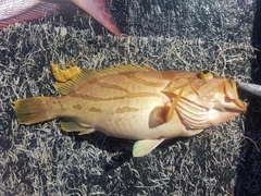 Epinephelus morrhua