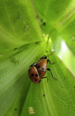 Hippodamia variegata