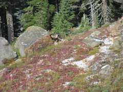 Vulpes vulpes cascadensis