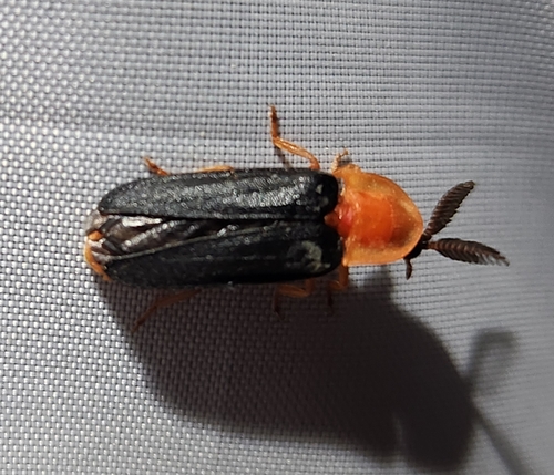 Pleotomus nigripennis