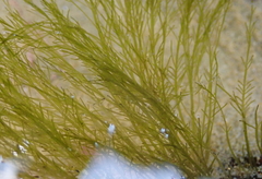 Bryopsis plumosa