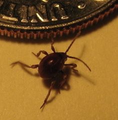 Gibbium aequinoctiale
