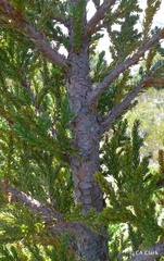 Athrotaxis selaginoides