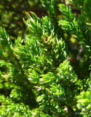 Athrotaxis selaginoides